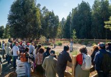 Apicultura regenerativa gana espacio como alternativa productiva en un contexto donde las abejas sostienen el 75% de los cultivos