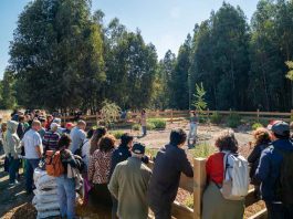 Apicultura regenerativa gana espacio como alternativa productiva en un contexto donde las abejas sostienen el 75% de los cultivos