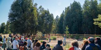 Apicultura regenerativa gana espacio como alternativa productiva en un contexto donde las abejas sostienen el 75% de los cultivos