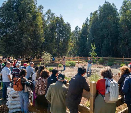 Apicultura regenerativa gana espacio como alternativa productiva en un contexto donde las abejas sostienen el 75% de los cultivos