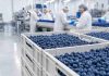Arándanos chilenos cierran temporada 2025-2026 al alza y consolidan su peso exportador