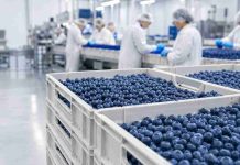 Arándanos chilenos cierran temporada 2025-2026 al alza y consolidan su peso exportador