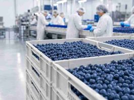 Arándanos chilenos cierran temporada 2025-2026 al alza y consolidan su peso exportador