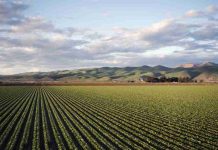 Argentina | Biocontroladores en Argentina entre potencial y uso real Argentina | Biocontroladores en Argentina entre potencial y uso real