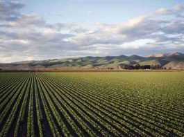 Argentina | Biocontroladores en Argentina entre potencial y uso real