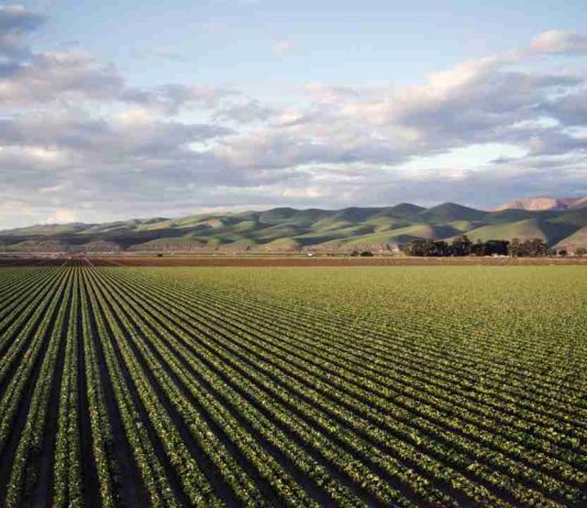 Argentina | Biocontroladores en Argentina entre potencial y uso real
