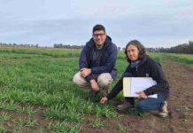 Argentina | La nueva avena del INTA Barrow, que promete más pasto Argentina | La nueva avena del INTA Barrow, que promete más pasto
