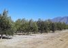 Argentina | Olivo: Mejoran la eficiencia del riego en plantaciones superintensivas Argentina Olivo Mejoran la eficiencia del riego en plantaciones superintensivas