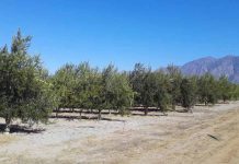 Argentina | Olivo: Mejoran la eficiencia del riego en plantaciones superintensivas Argentina Olivo Mejoran la eficiencia del riego en plantaciones superintensivas