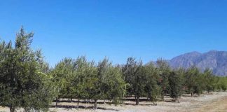 Argentina Olivo Mejoran la eficiencia del riego en plantaciones superintensivas