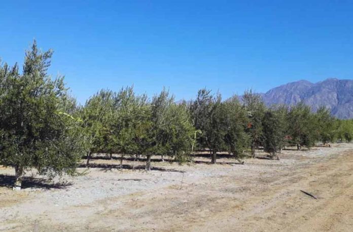Argentina Olivo Mejoran la eficiencia del riego en plantaciones superintensivas Argentina Olivo Mejoran la eficiencia del riego en plantaciones superintensivas