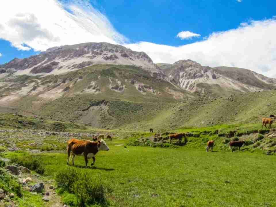 Biólogos descubren que las vacas adaptadas a los bosques de Chile central pueden ayudar a regenerarlos Biólogos descubren que las vacas adaptadas a los bosques de Chile central pueden ayudar a regenerarlos