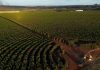 Brasil recorta un 16 % el volumen de sus exportaciones de café hasta abril