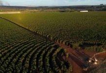 Brasil recorta un 16 % el volumen de sus exportaciones de café hasta abril