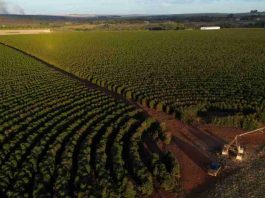 Brasil recorta un 16 % el volumen de sus exportaciones de café hasta abril Brasil recorta un 16 % el volumen de sus exportaciones de café hasta abril