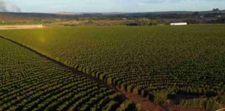 Brasil recorta un 16 % el volumen de sus exportaciones de café hasta abril