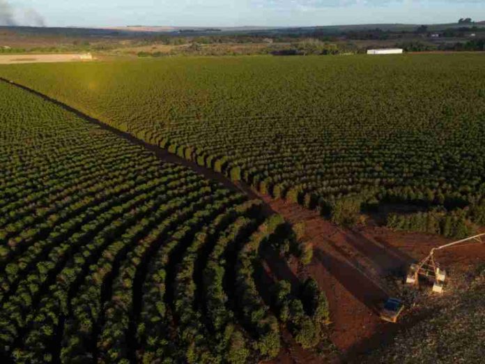 Brasil recorta un 16 % el volumen de sus exportaciones de café hasta abril Brasil recorta un 16 % el volumen de sus exportaciones de café hasta abril