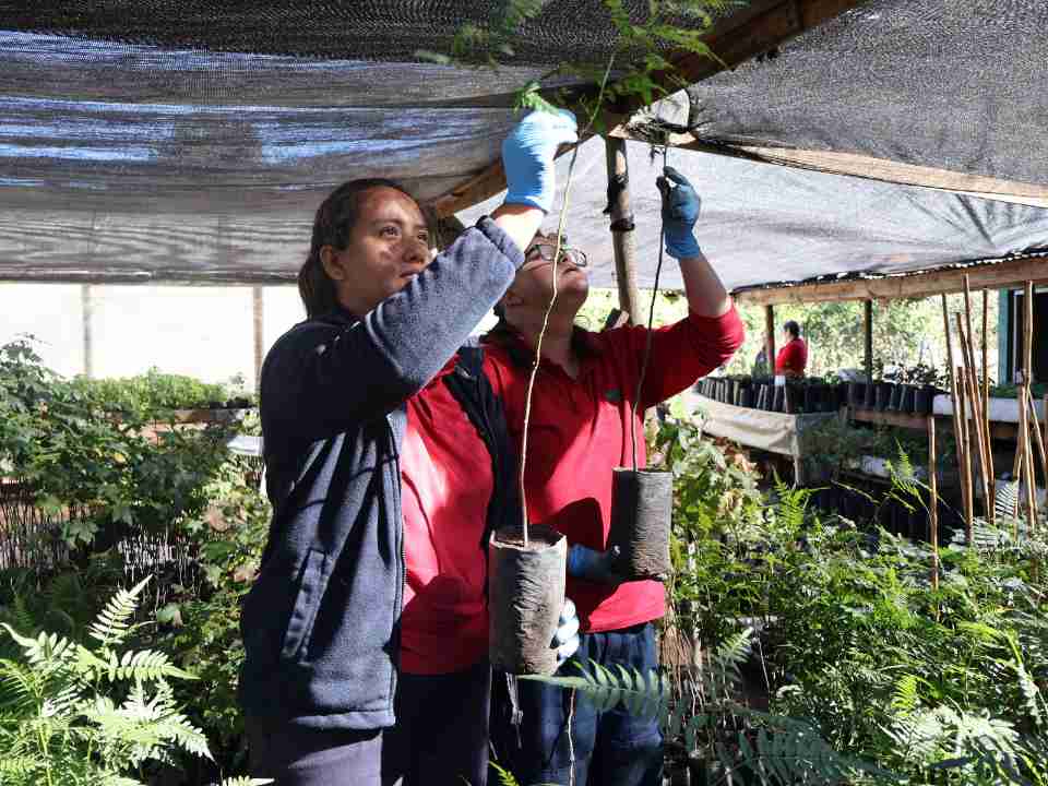 CONAF y Municipios fortalecen trabajo colaborativo en viveros de Palmilla y Lolol