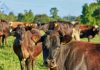 Carne Bovina chilena proyecta crecimiento internacional Carne Bovina chilena proyecta crecimiento internacional