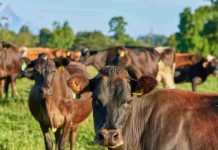 Carne Bovina chilena proyecta crecimiento internacional Carne Bovina chilena proyecta crecimiento internacional