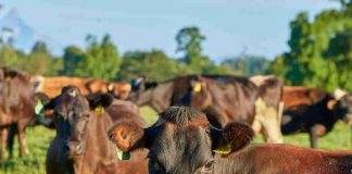 Carne Bovina chilena proyecta crecimiento internacional