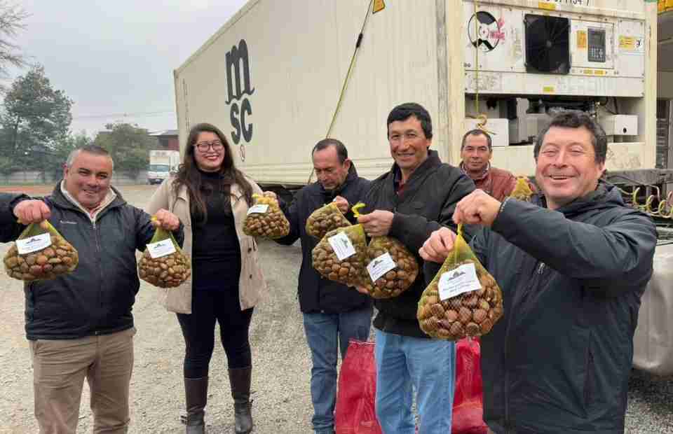 Castañeros de El Carmen consolidan exportaciones a Europa con más de 200 toneladas en 2026 Castañeros de El Carmen consolidan exportaciones a Europa con más de 200 toneladas en 2026