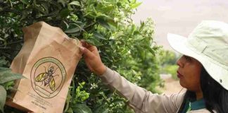 Chile y Perú fortalecen cooperación técnica para enfrentar la mosca de la fruta en la frontera norte