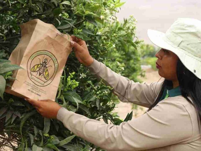 Chile y Perú fortalecen cooperación técnica para enfrentar la mosca de la fruta en la frontera norte Chile y Perú fortalecen cooperación técnica para enfrentar la mosca de la fruta en la frontera norte