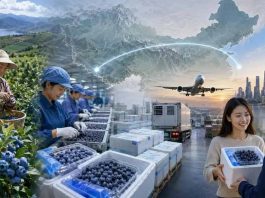 China | Los arándanos chinos se venden en directo online: Douyin, Yunnan y las entregas en 24 horas están cambiando las reglas del mercado. China | Los arándanos chinos se venden en directo online: Douyin, Yunnan y las entregas en 24 horas están cambiando las reglas del mercado.