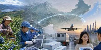 China  |  Los arándanos chinos se venden en directo online: Douyin, Yunnan y las entregas en 24 horas están cambiando las reglas del mercado.