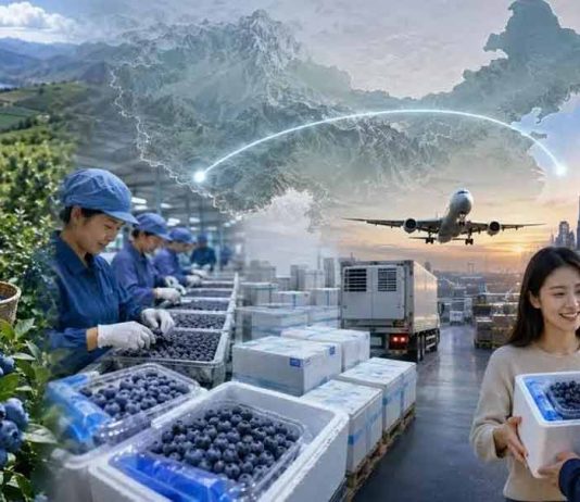 China  |  Los arándanos chinos se venden en directo online: Douyin, Yunnan y las entregas en 24 horas están cambiando las reglas del mercado.