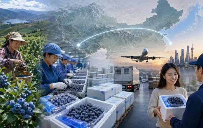 China | Los arándanos chinos se venden en directo online: Douyin, Yunnan y las entregas en 24 horas están cambiando las reglas del mercado. China | Los arándanos chinos se venden en directo online: Douyin, Yunnan y las entregas en 24 horas están cambiando las reglas del mercado.