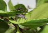 Explorarán uso de ecología química para enfrentar plagas emergentes en huertos orgánicos de arándanos