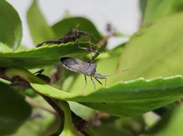 Explorarán uso de ecología química para enfrentar plagas emergentes en huertos orgánicos de arándanos