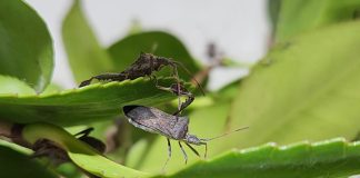 Explorarán uso de ecología química para enfrentar plagas emergentes en huertos orgánicos de arándanos