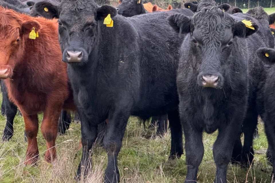 Científicos y productores ganaderos impulsan estrategias para una ganadería climáticamente inteligente en el Cono Sur