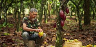 Comercio justo gana espacio en la industria alimentaria y el cacao emerge como caso emblemático
