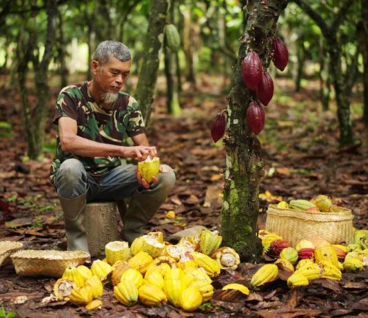 Comercio justo gana espacio en la industria alimentaria y el cacao emerge como caso emblemático