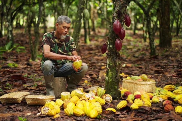 Comercio justo gana espacio en la industria alimentaria y el cacao emerge como caso emblemático