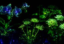Con biotecnología desarrollan plantas como las de Avatar para iluminar ciudades sin electricidad 