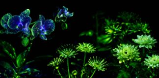 Con biotecnología desarrollan plantas como las de Avatar para iluminar ciudades sin electricidad 