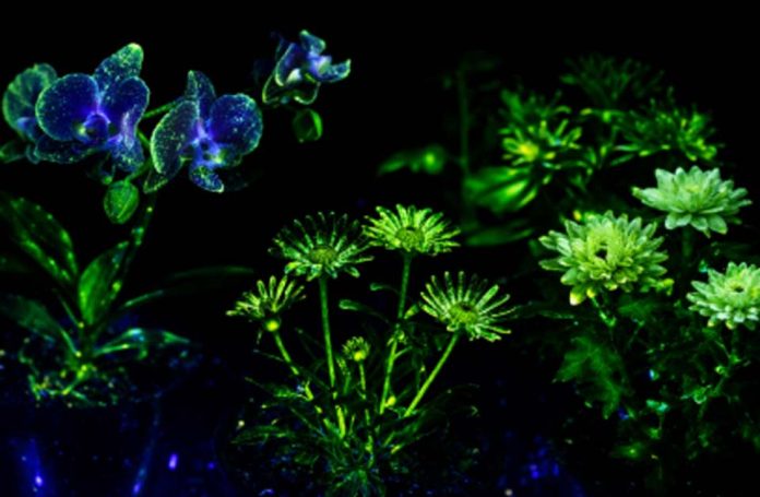 Con biotecnología desarrollan plantas como las de Avatar para iluminar ciudades sin electricidad 
