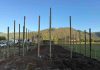 Con instalación de parcelas demostrativas, INIA y Gobierno Regional impulsan el futuro frutícola de Ñuble