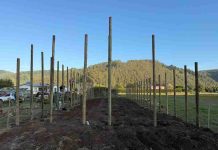 Con instalación de parcelas demostrativas, INIA y Gobierno Regional impulsan el futuro frutícola de Ñuble