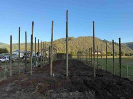 Con instalación de parcelas demostrativas, INIA y Gobierno Regional impulsan el futuro frutícola de Ñuble