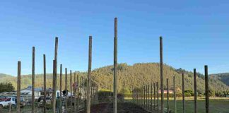 Con instalación de parcelas demostrativas, INIA y Gobierno Regional impulsan el futuro frutícola de Ñuble