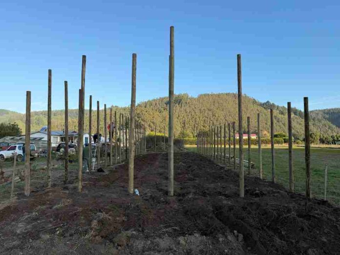 Con instalación de parcelas demostrativas, INIA y Gobierno Regional impulsan el futuro frutícola de Ñuble