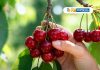 Copeval estará presente en el Segundo Congreso Mundoagro Especial Cerezas 2026