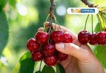 Copeval estará presente en el Segundo Congreso Mundoagro Especial Cerezas 2026