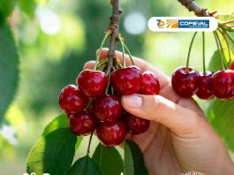 Copeval estará presente en el Segundo Congreso Mundoagro Especial Cerezas 2026